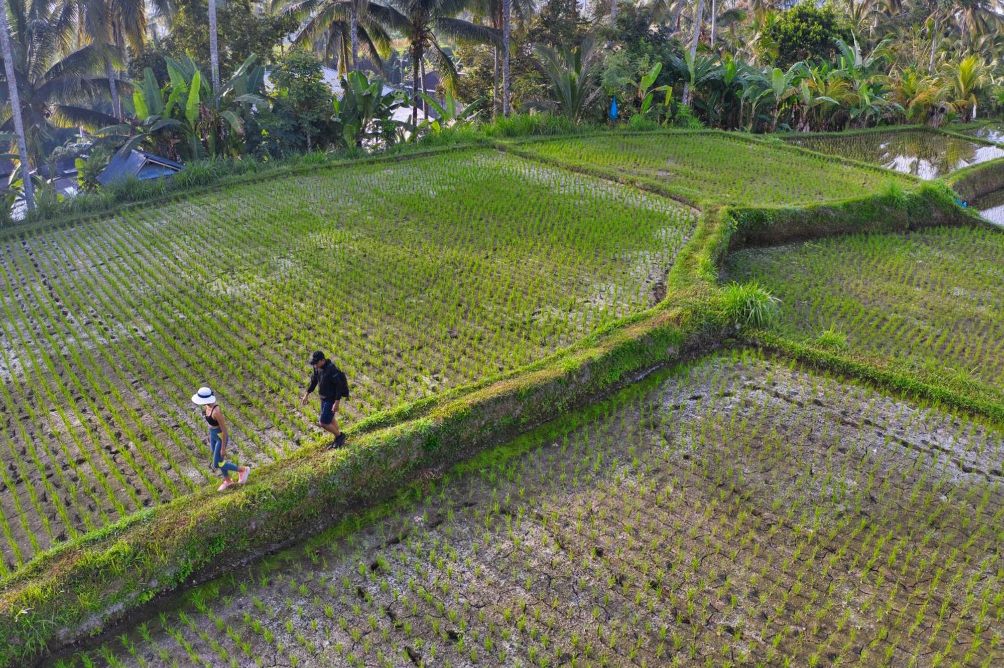 Nandini Jungle By Hanging Gardens Ubud  Exterior photo